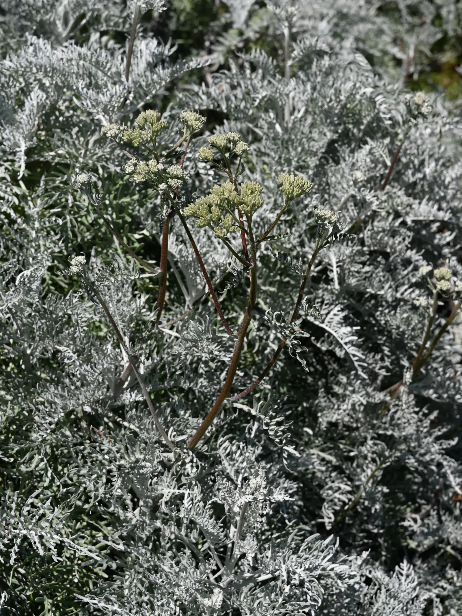 Catalina Silverlace (Constancea Nevinii) — thriving in USDA zones 8-10