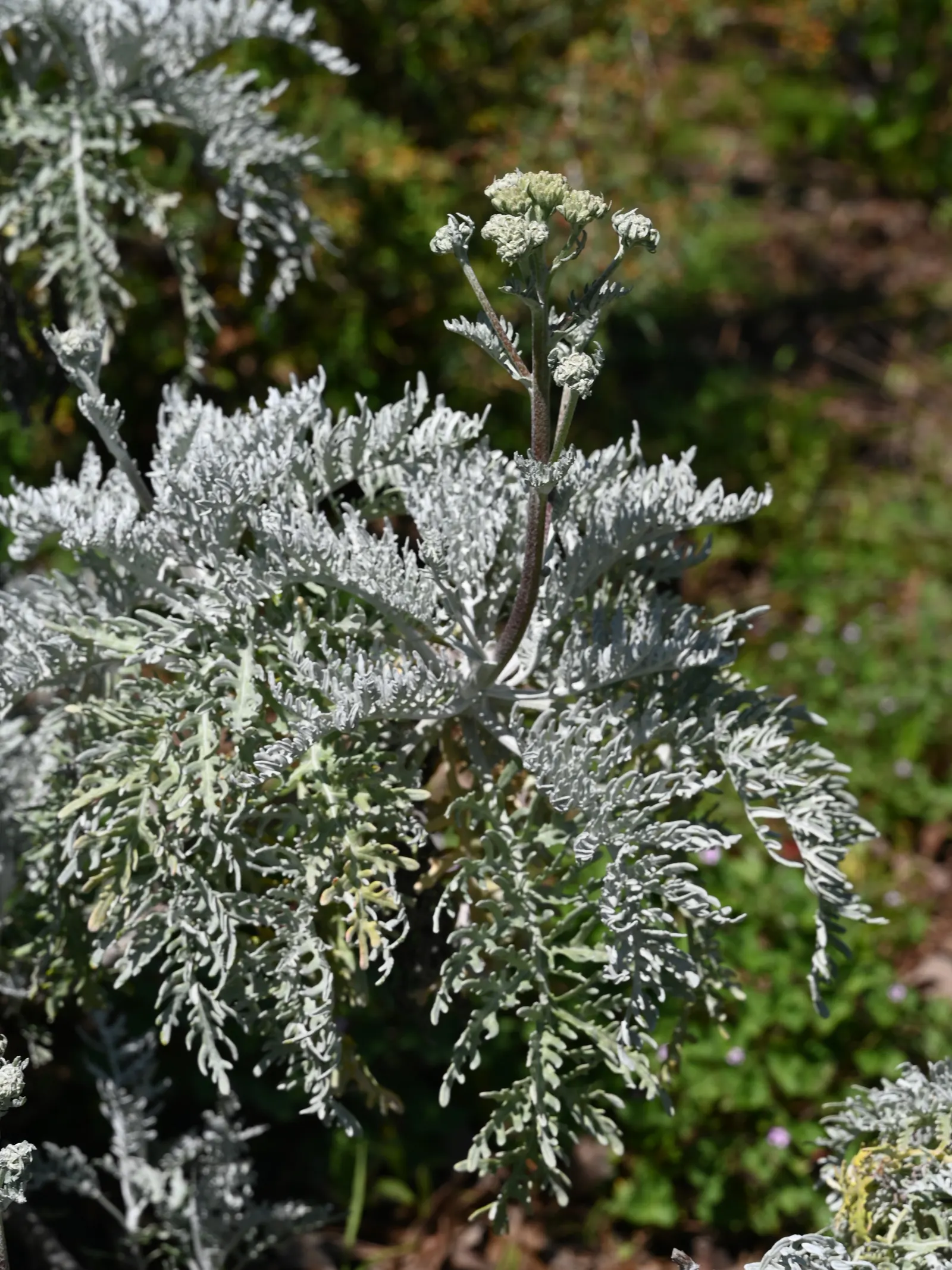 Catalina Silverlace (Constancea Nevinii) — Its drought-tolerant nature makes it suitable for xeriscaping
