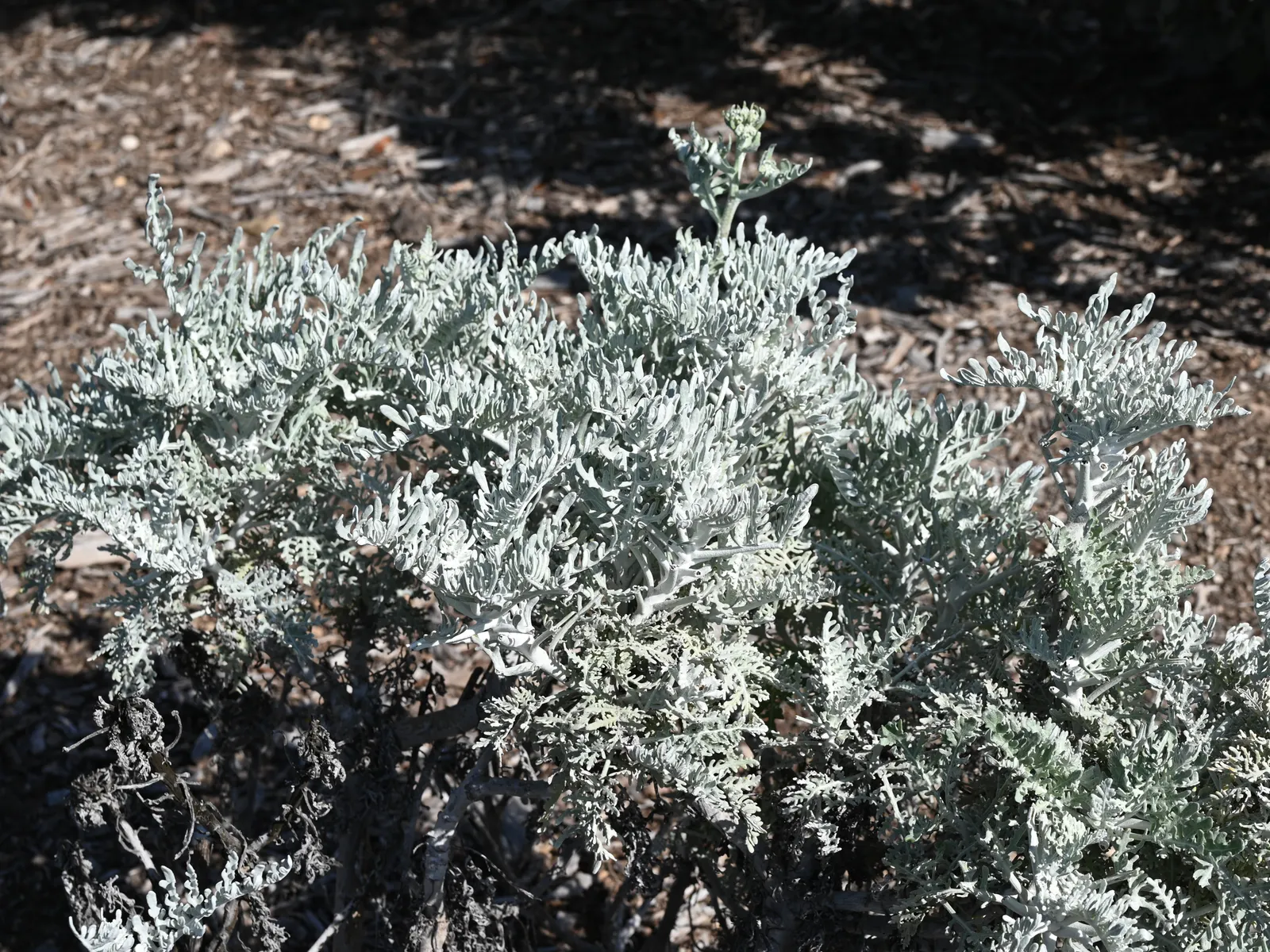 Catalina Silverlace (Constancea Nevinii) — Originating from the Channel Islands off the coast of Southern California