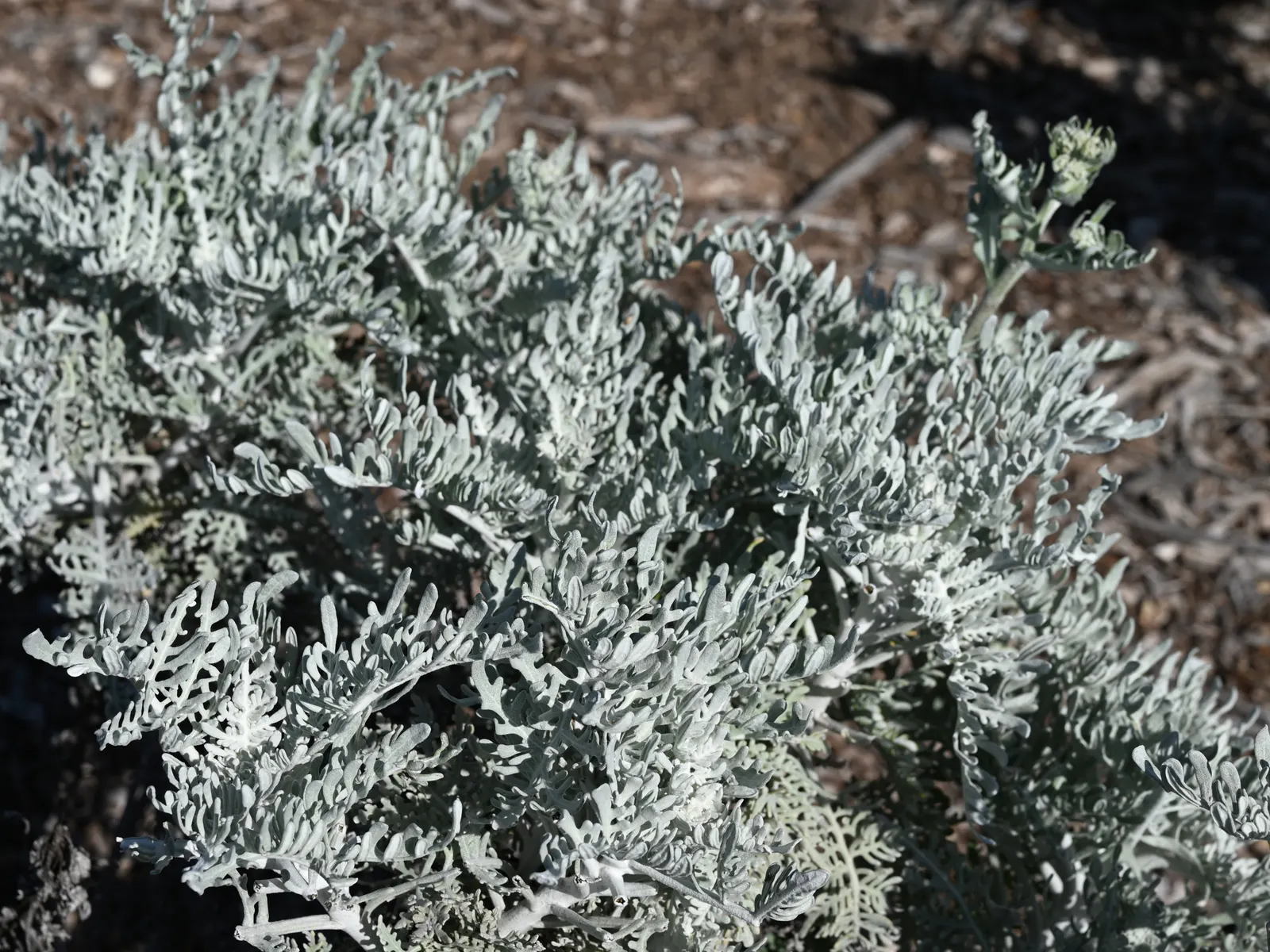 Catalina Silverlace (Constancea Nevinii) — presents itself as an enchanting addition to any coastal or Mediterranean-inspired landscape design