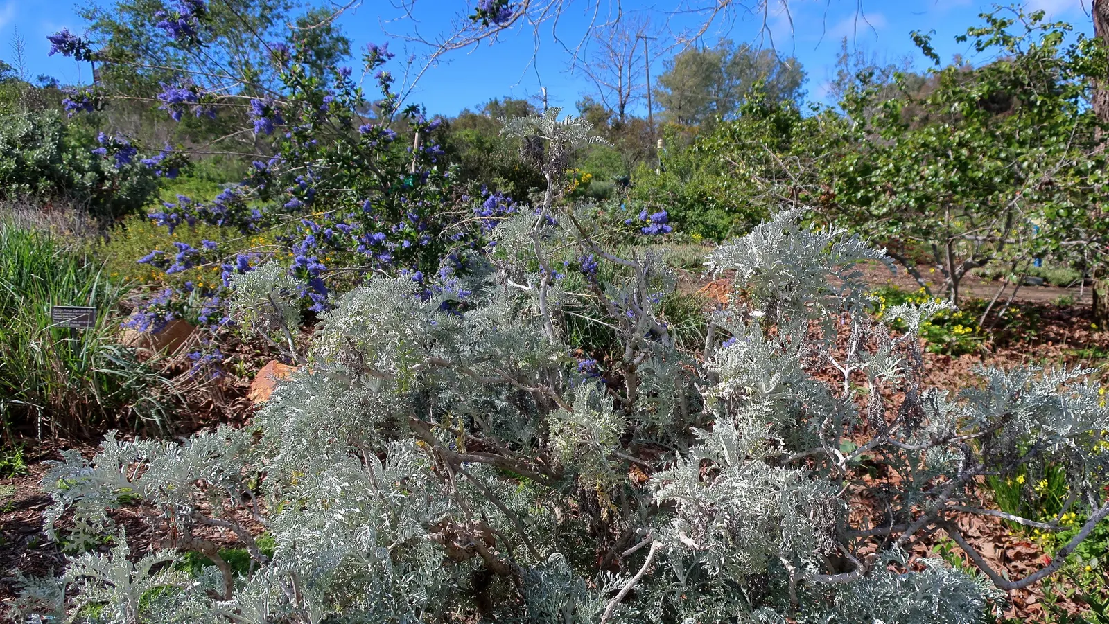 Catalina Silverlace (Constancea Nevinii) — lending it the name 'Silverlace'