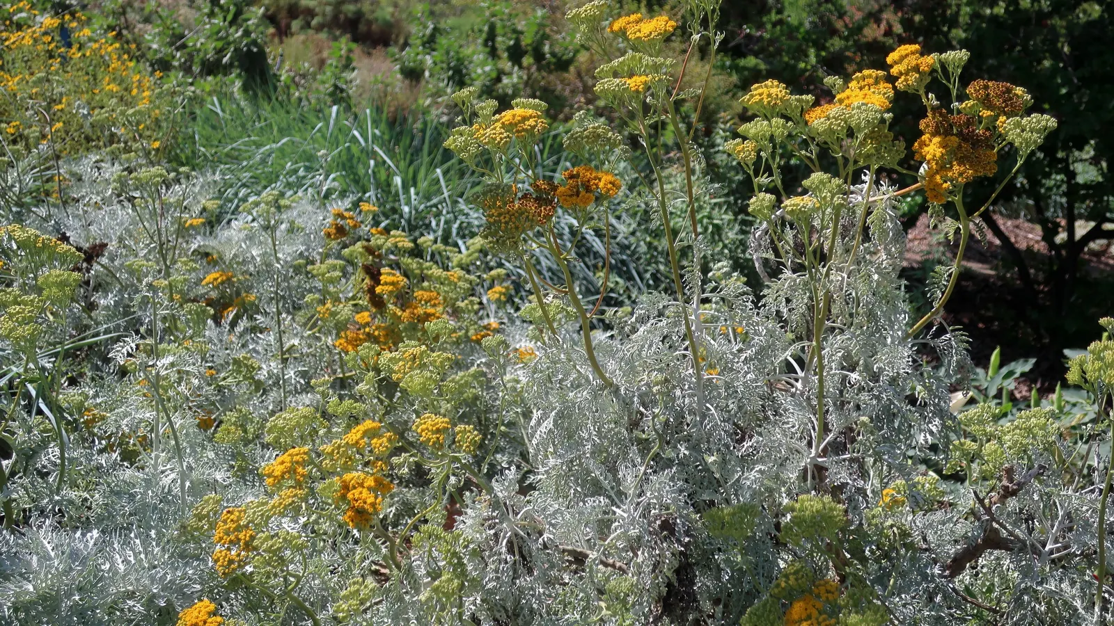Catalina Silverlace (Constancea Nevinii) — This plant can grow up to 3-6 feet tall and wide, requiring well-drained soil and full sun to part shade