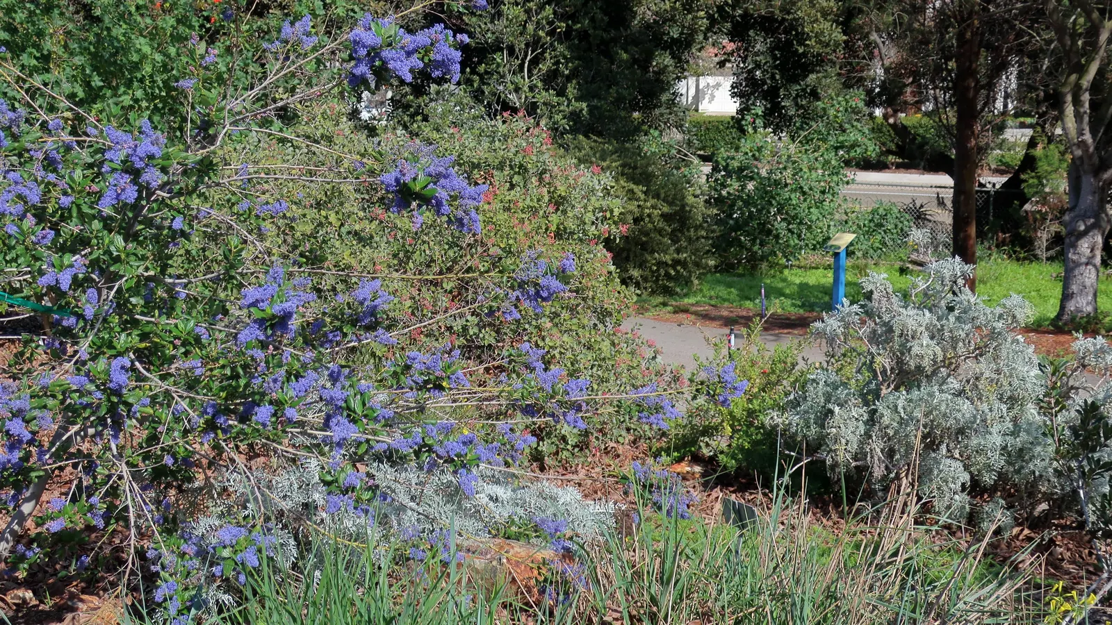 Catalina Silverlace (Constancea Nevinii) — including numerous native bees and butterflies