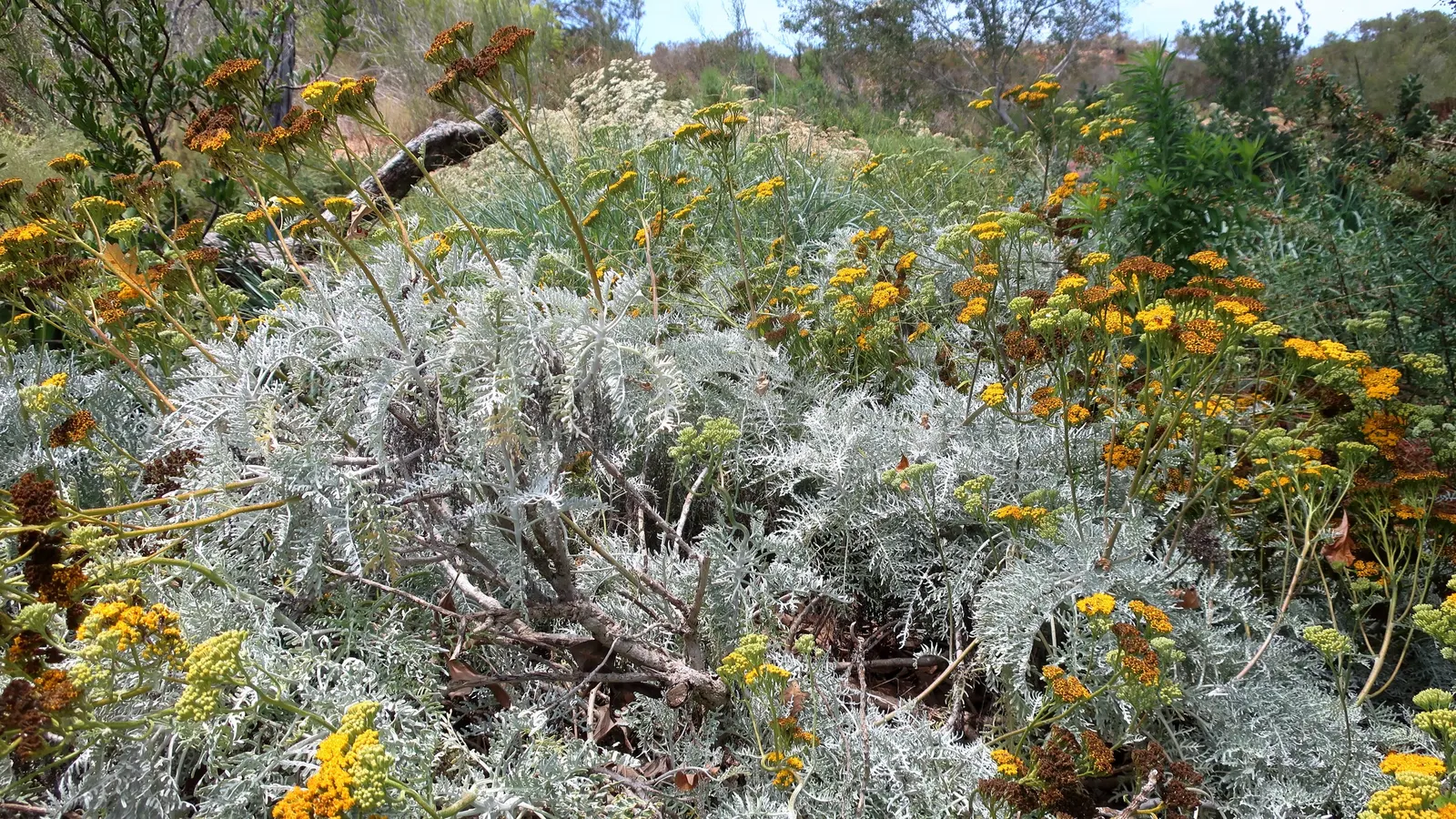 Catalina Silverlace (Constancea Nevinii) — position this plant in a site that receives full sun to light shade