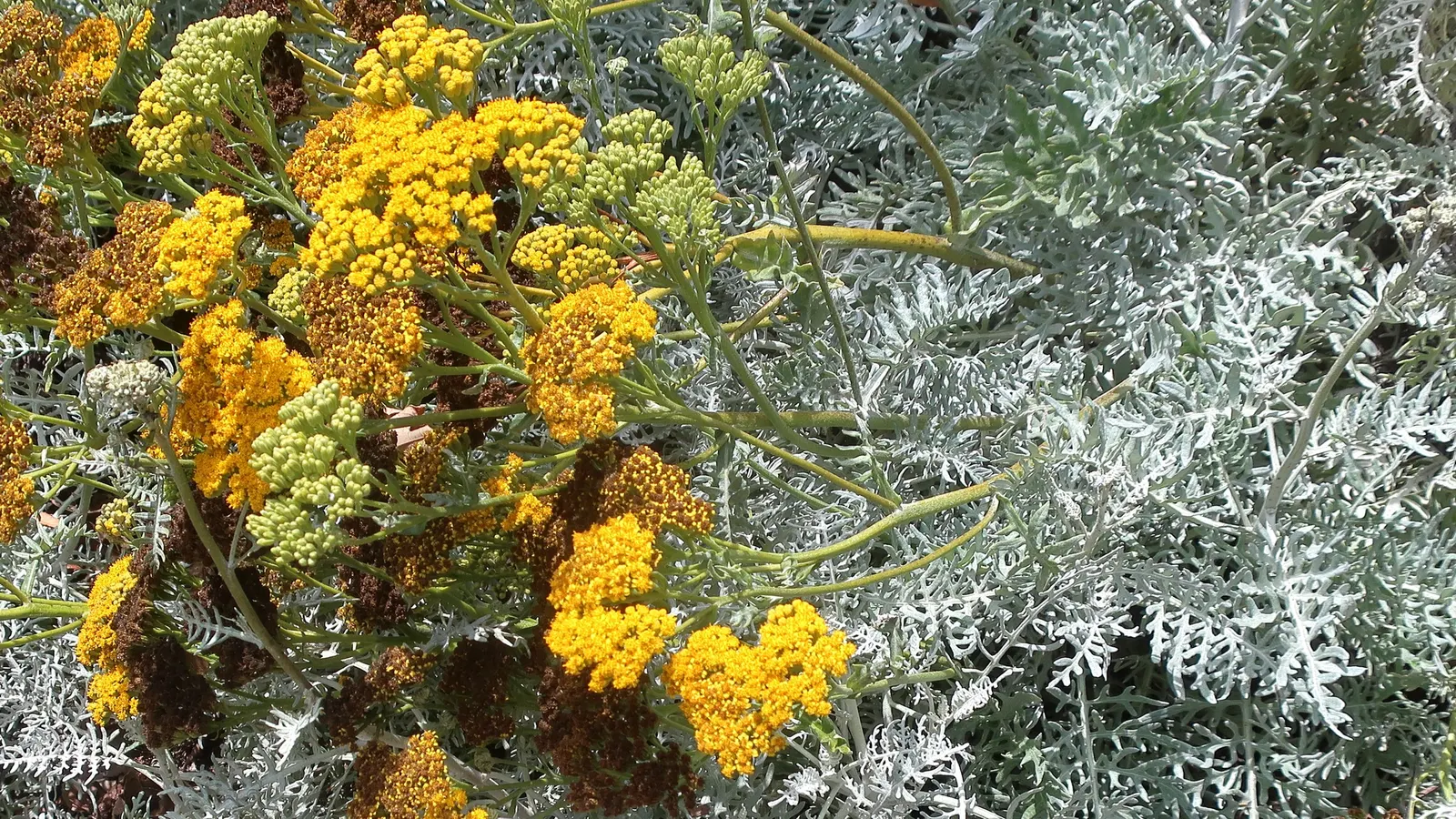 Catalina Silverlace (Constancea Nevinii) — It thrives in well-draining soil and requires minimal water once established
