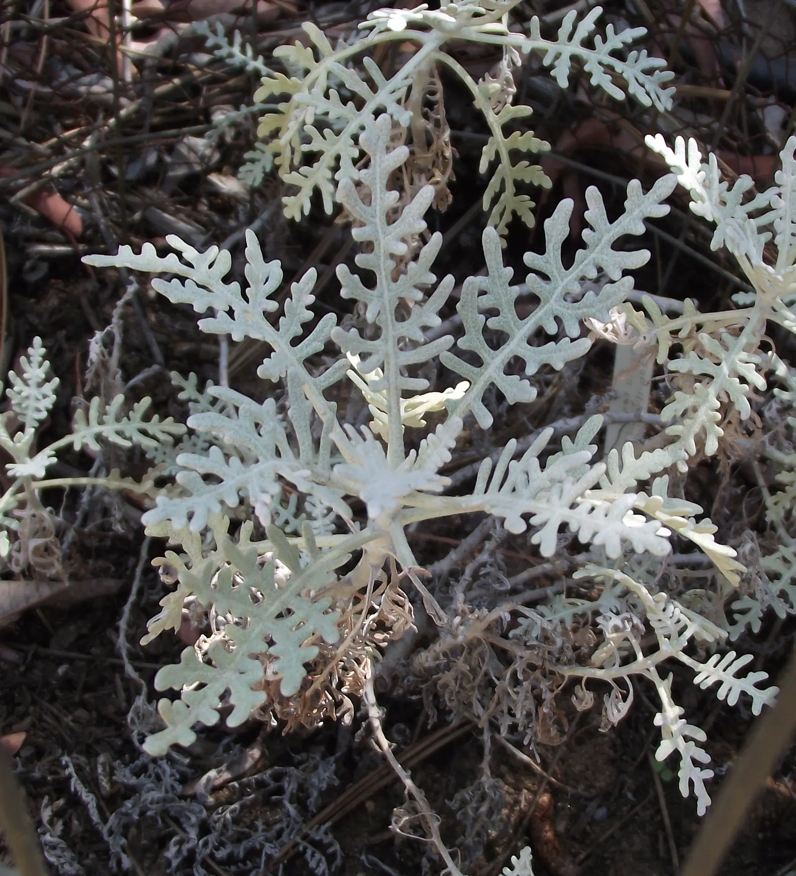 Catalina Silverlace (Constancea Nevinii) — The foliage is notably silvery-grey