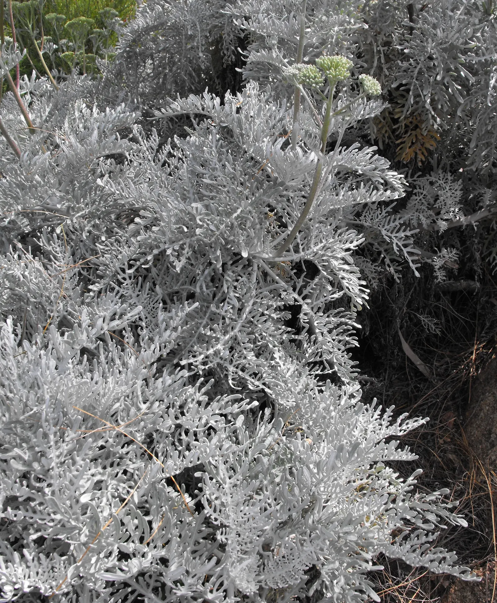 Catalina Silverlace (Constancea Nevinii) — Constancea nevinii creates a low-maintenance ground cover with remarkable visual interest