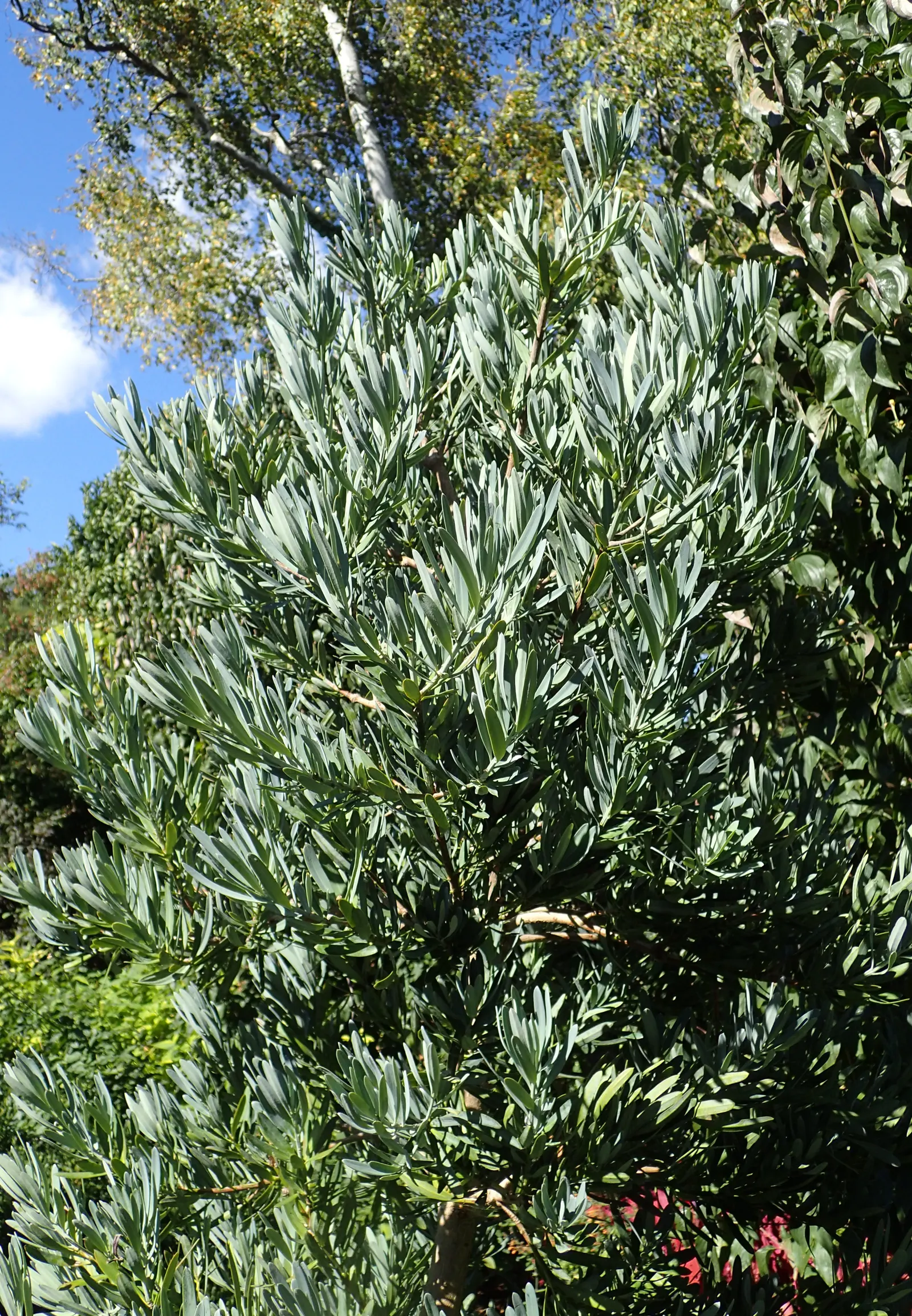 Icee Blue Yew Pine (Podocarpus Elongatus 'Monmal') — Prefers full sun to partial shade, adaptable to many soil types