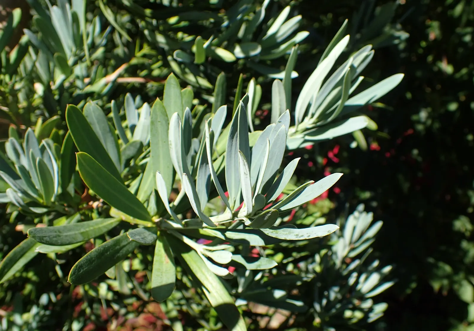 Icee Blue Yew Pine (Podocarpus Elongatus 'Monmal') — Mature plants reach about 15 to 20 feet tall and 5 to 6 feet wide