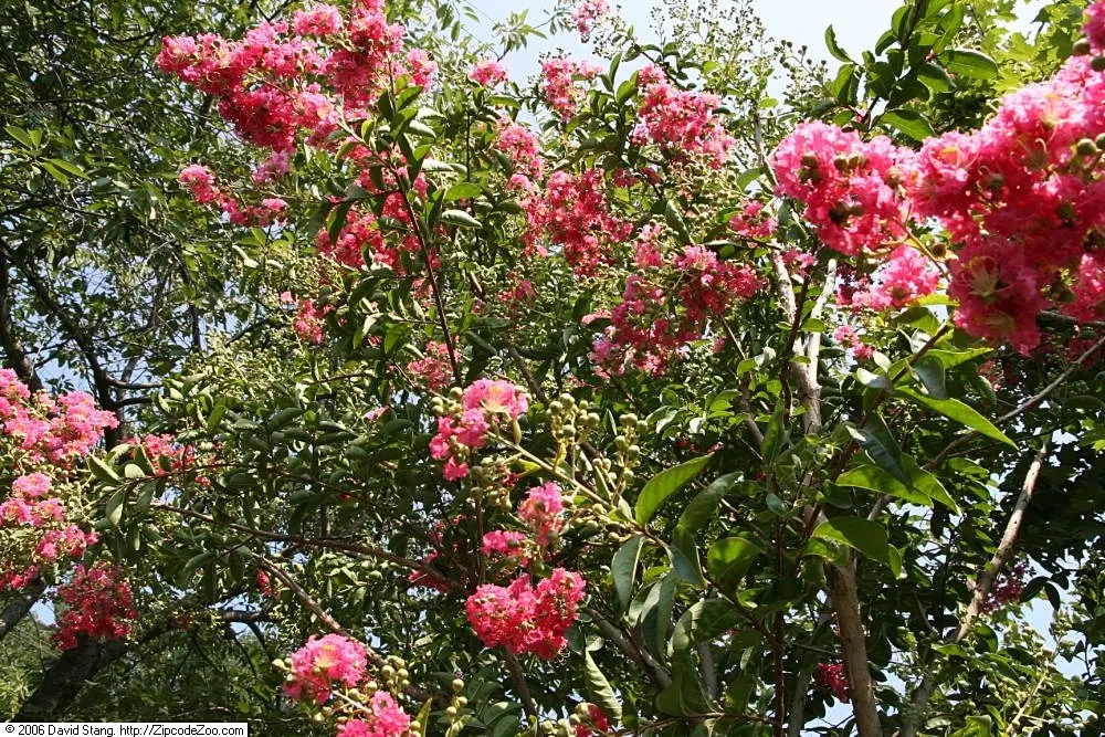 Tuskegee Crape Myrtle (Lagerstroemia Indica 'Tuskegee') — The Tuskegee Crape Myrtle (Lagerstroemia indica 'Tuskegee') boasts rich