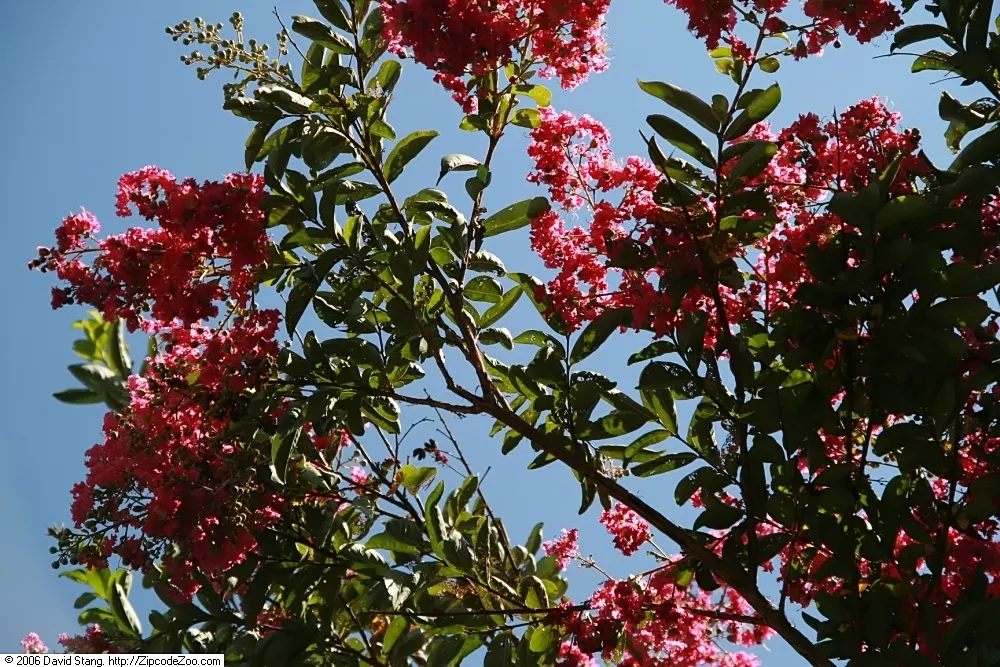 Tuskegee Crape Myrtle (Lagerstroemia Indica 'Tuskegee') — It thrives in full sun and well-drained soil, with a moderate growth rate