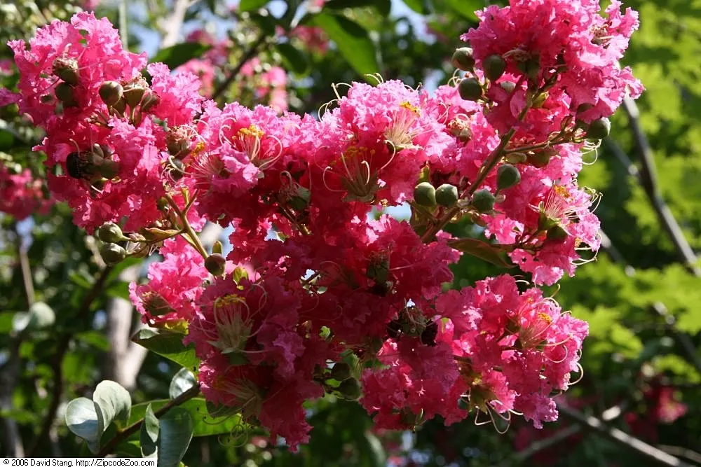 Tuskegee Crape Myrtle (Lagerstroemia Indica 'Tuskegee') — enhancing any landscape with its vibrant color