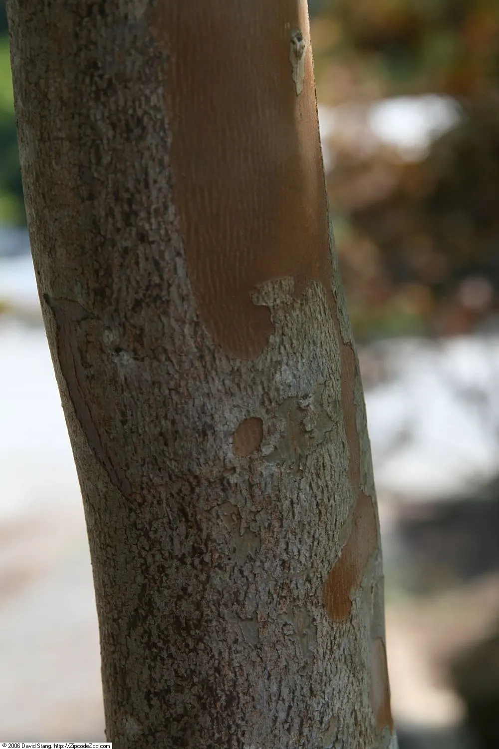 Tuskegee Crape Myrtle (Lagerstroemia Indica 'Tuskegee') — Hardy in Zones 7-9, it's also resistant to powdery mildew, ensuring robust foliage