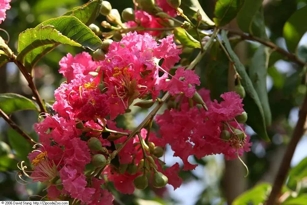 Tuskegee Crape Myrtle (Lagerstroemia Indica 'Tuskegee') — dark pink blooms during summer