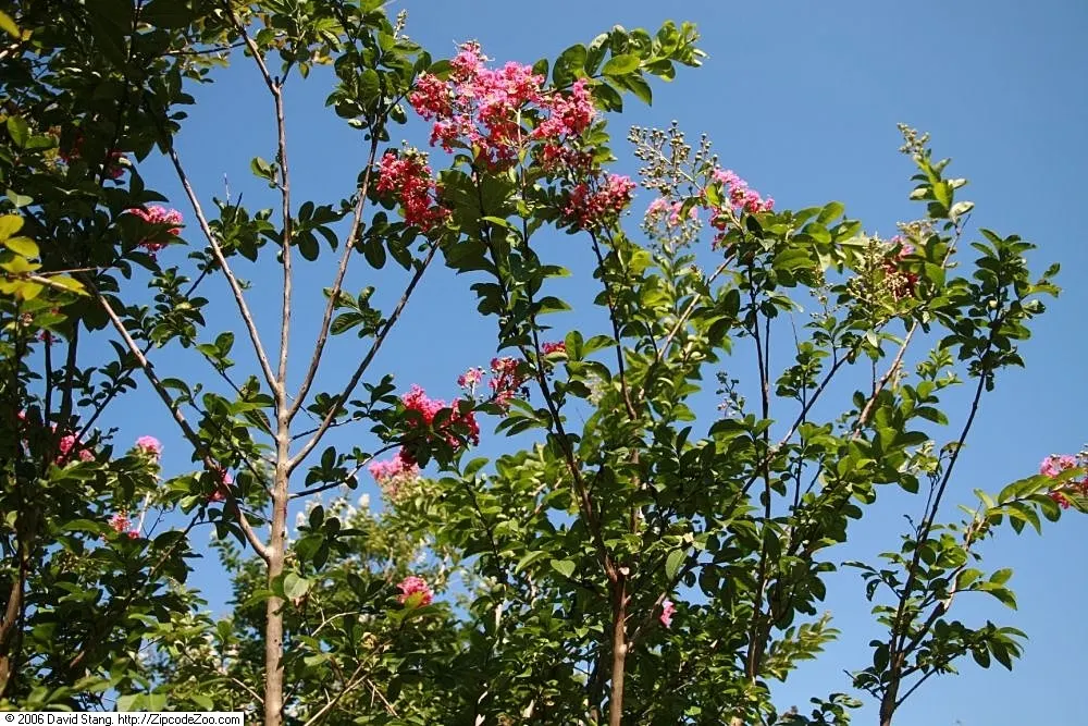 Tuskegee Crape Myrtle (Lagerstroemia Indica 'Tuskegee') — This deciduous shrub reaches up to 15-20 feet in height and spreads 10-15 feet wide