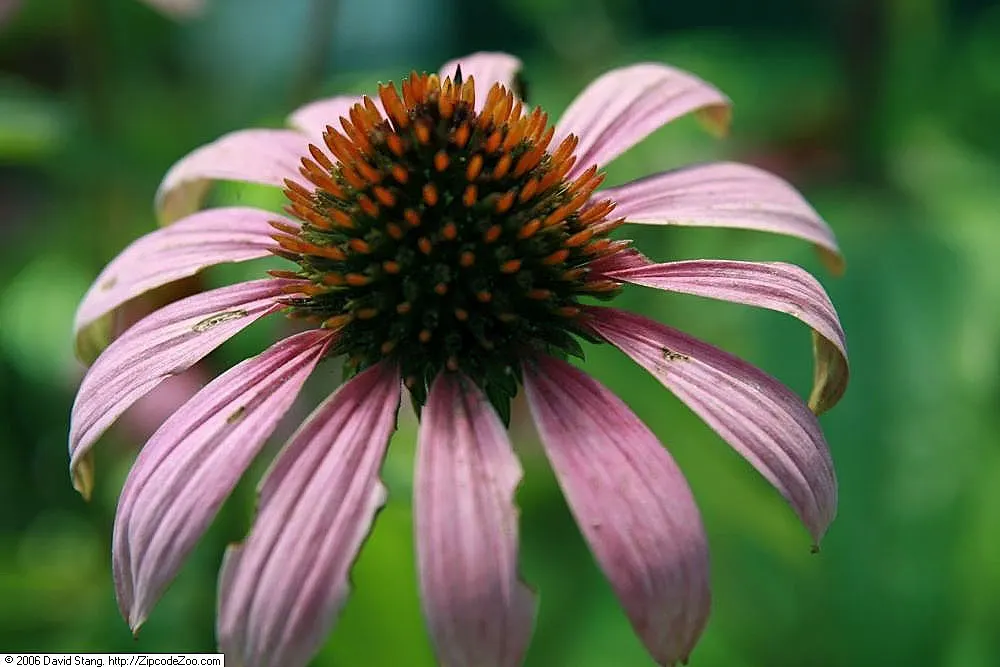 Ruby Star Coneflower (Echinacea purpurea 'Ruby Star') — This hardy variety thrives in full sun and establishes well in zones 3-9