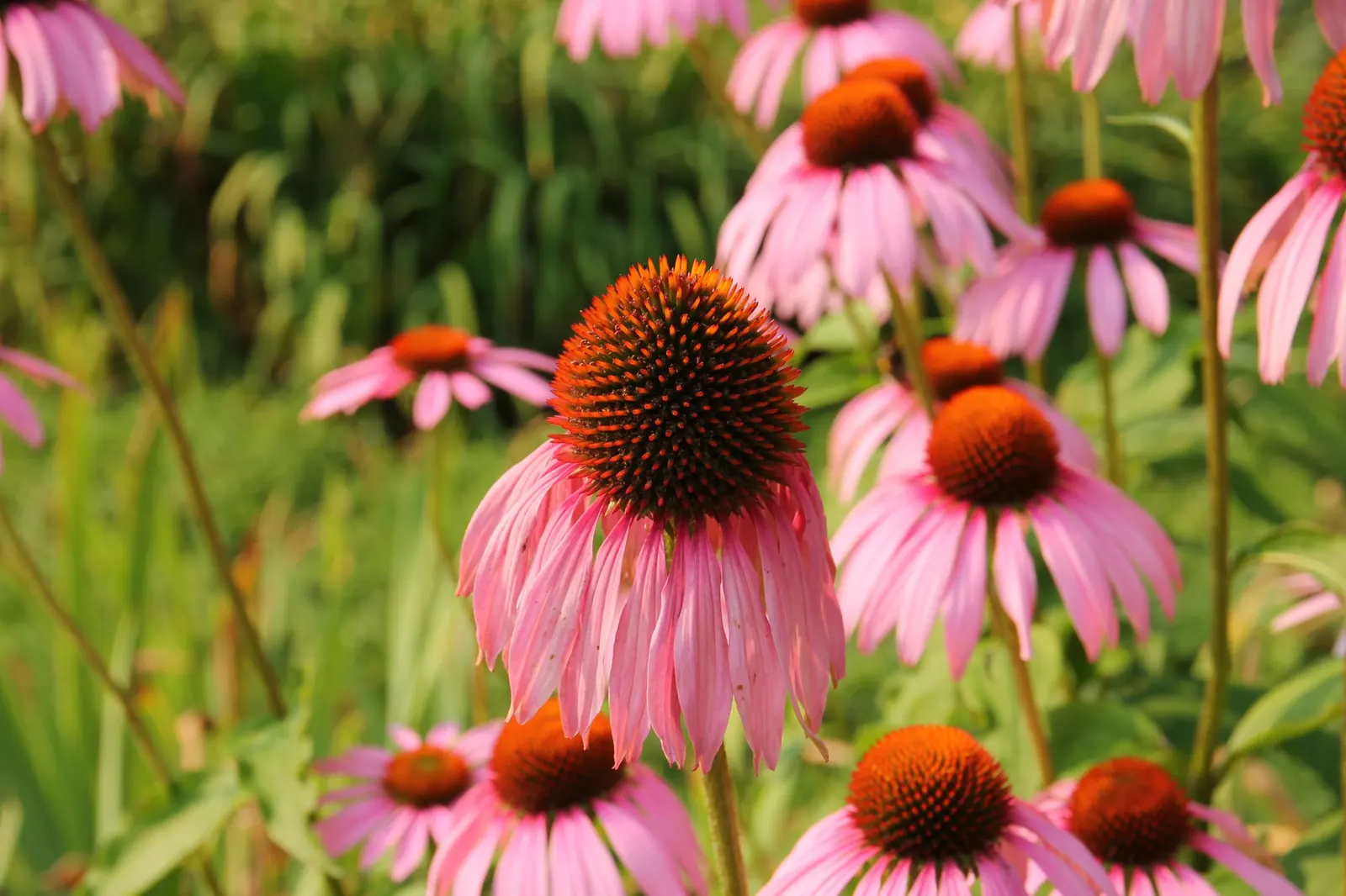 Ruby Star Coneflower (Echinacea purpurea 'Ruby Star') — It's an excellent cut flower for bouquets and is equally beneficial in naturalized areas