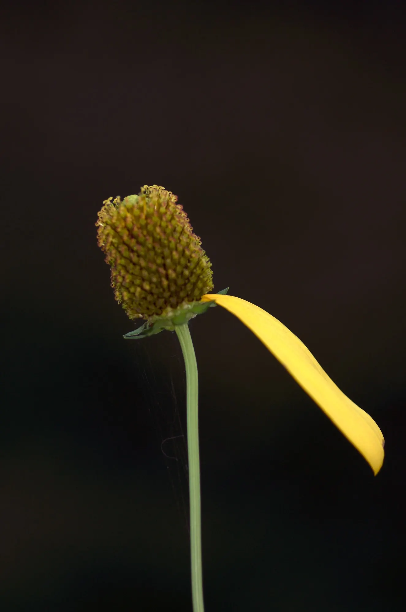 Ruby Star Coneflower (Echinacea purpurea 'Ruby Star') — dark chocolate-brown central disc
