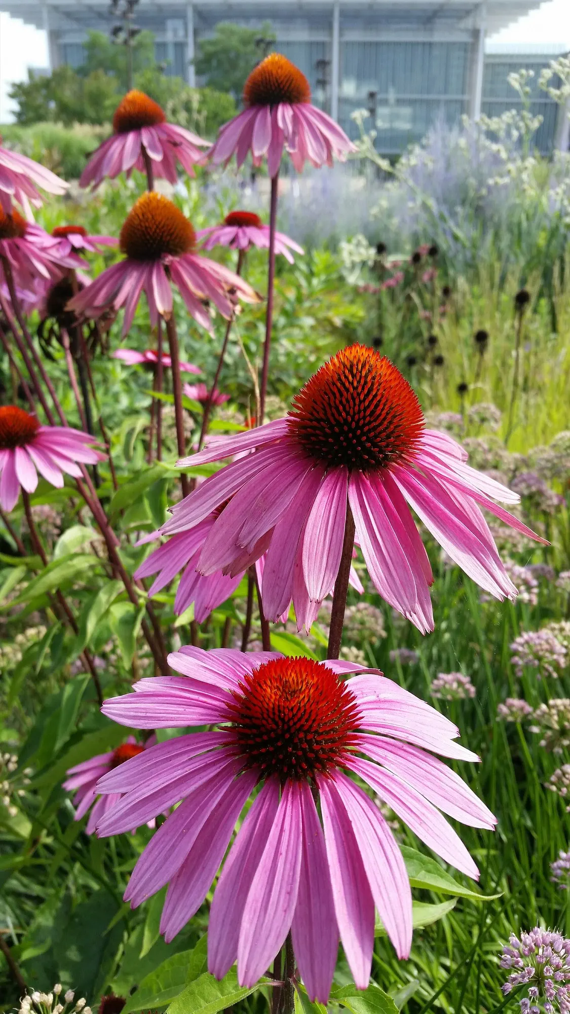 Ruby Star Coneflower (Echinacea purpurea 'Ruby Star') — or as a standout specimen plant