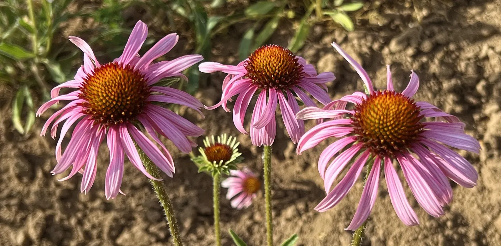 Ruby Star Coneflower (Echinacea purpurea 'Ruby Star') — typically spanning 3 to 4 inches across