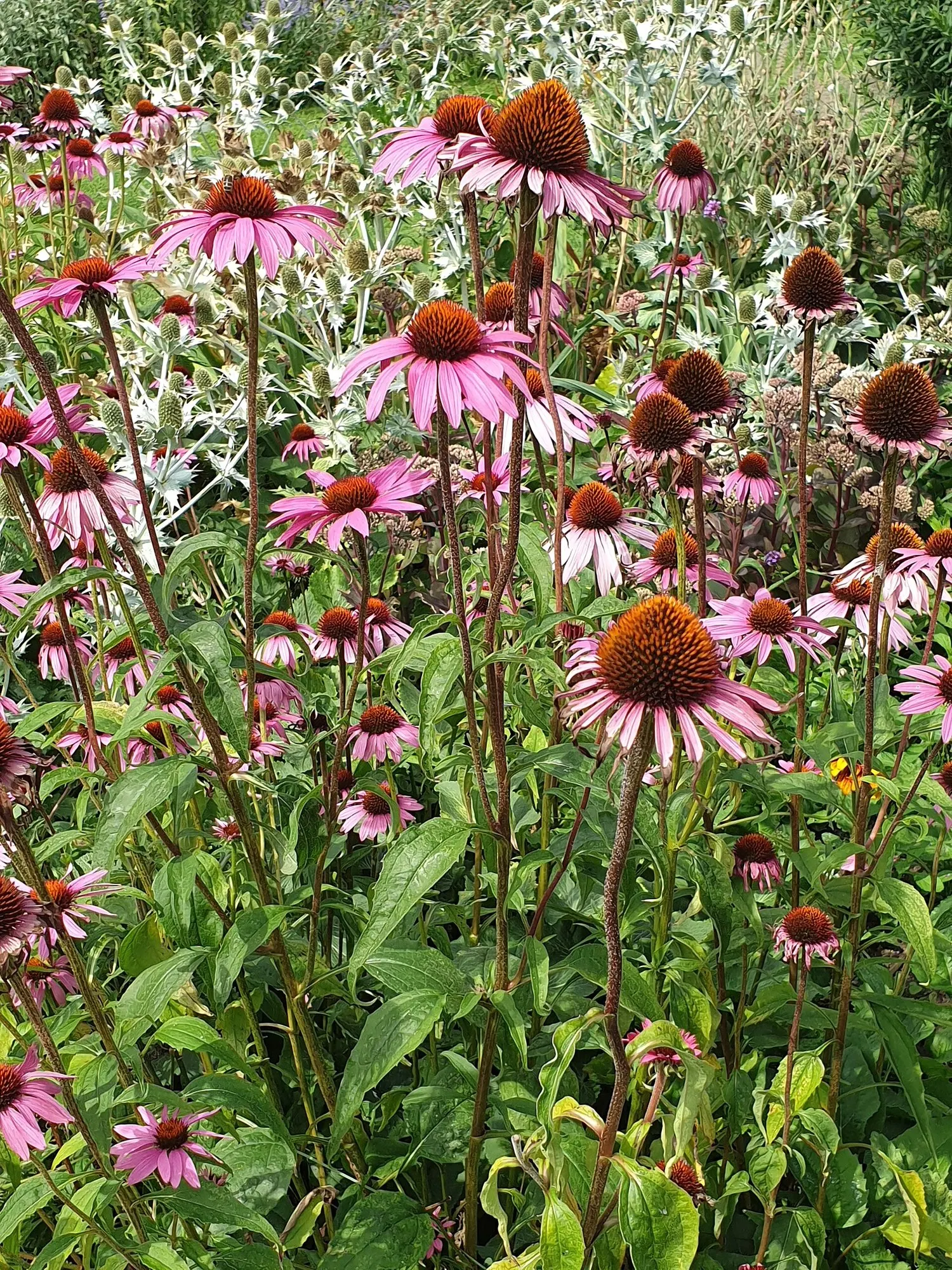 Ruby Star Coneflower (Echinacea purpurea 'Ruby Star') — red flowers in the garden