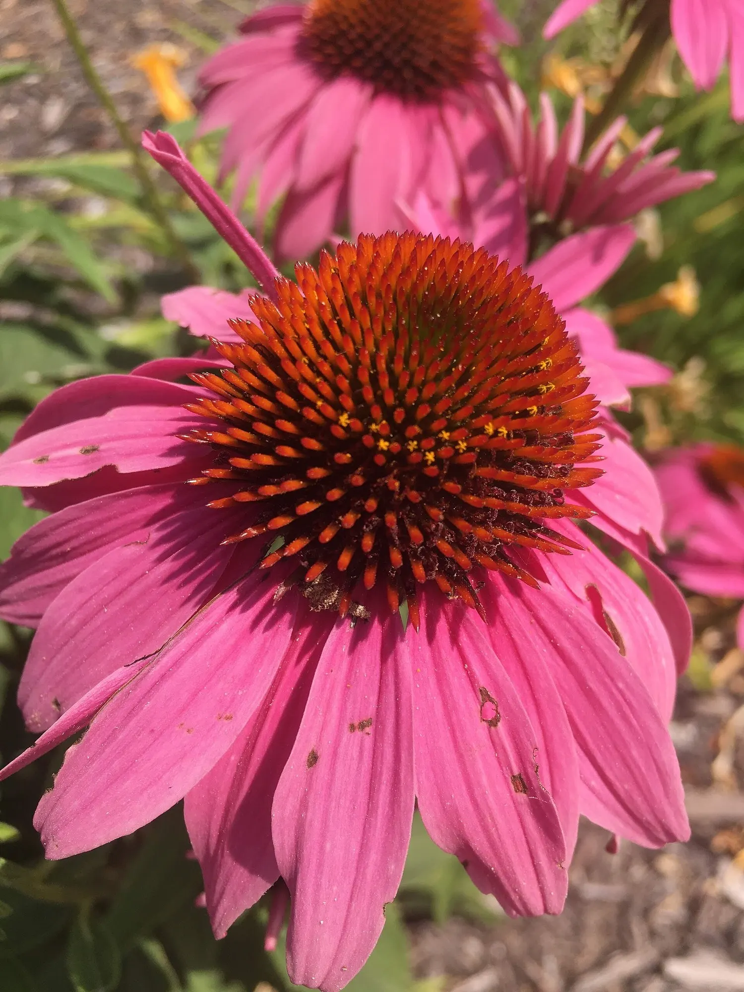 Ruby Star Coneflower (Echinacea purpurea 'Ruby Star') — It is best positioned in full sun to partial shade and prefers well-drained soil