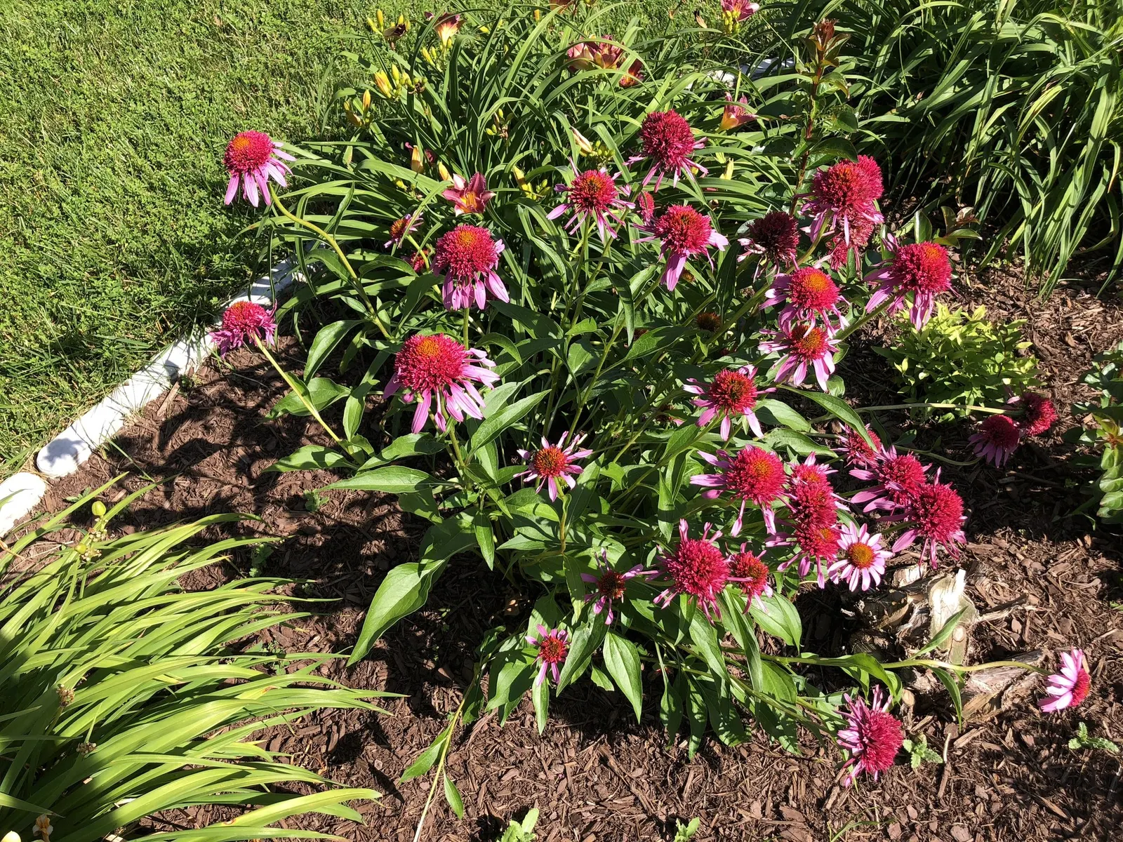 Ruby Star Coneflower (Echinacea purpurea 'Ruby Star') — the Ruby Star Coneflower thrives in USDA Hardiness Zones 3 through 8