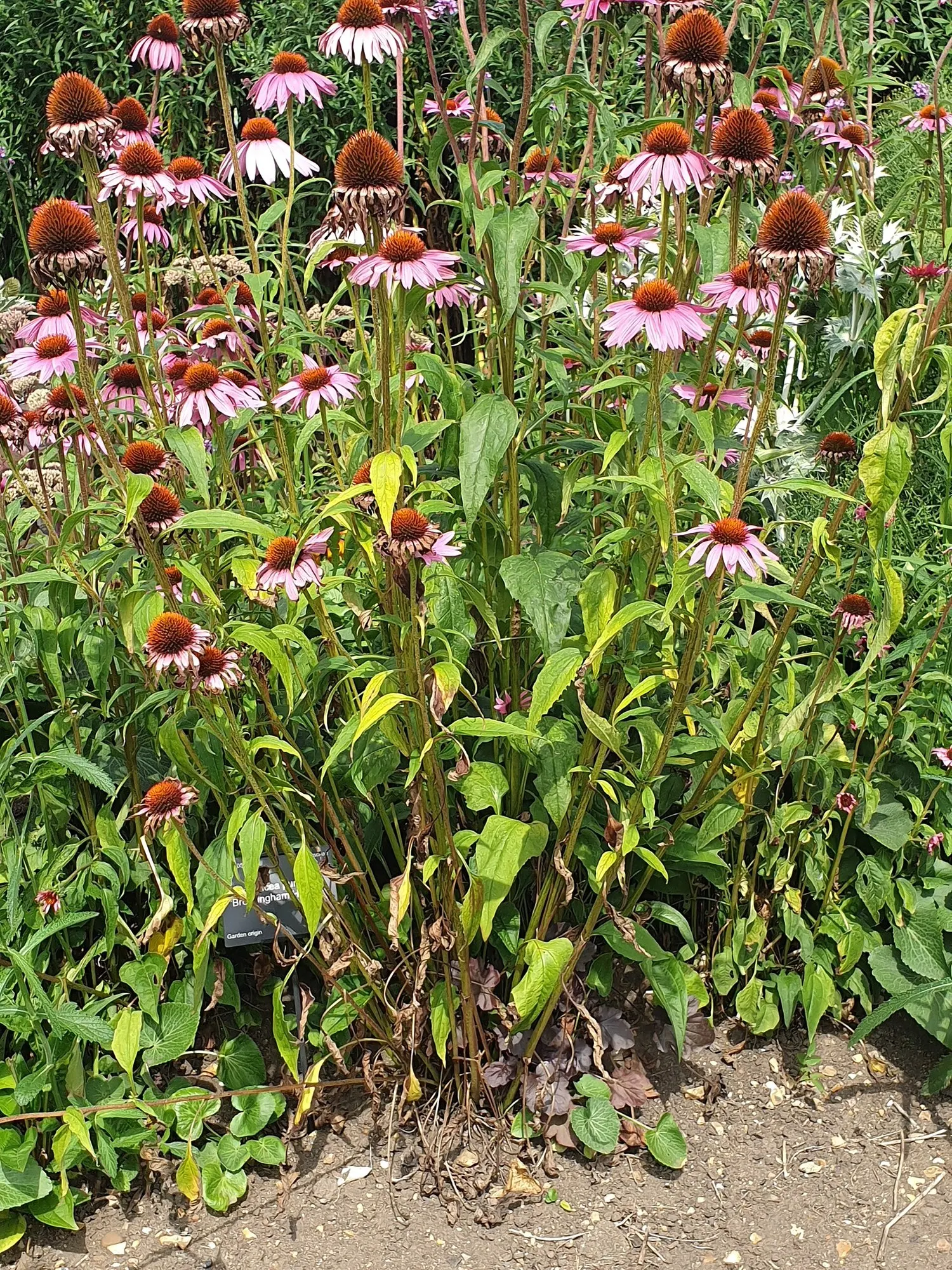 Ruby Star Coneflower (Echinacea purpurea 'Ruby Star') — although it's tolerant of drought once established