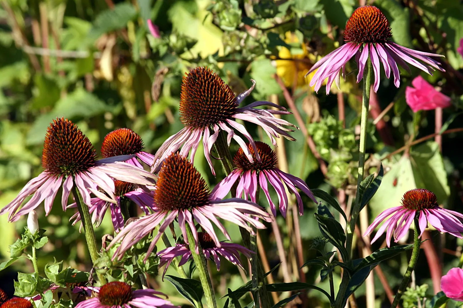 Ruby Star Coneflower (Echinacea purpurea 'Ruby Star') — reaching a mature height of 3 to 3.5 feet and spreading up to 2 feet wide