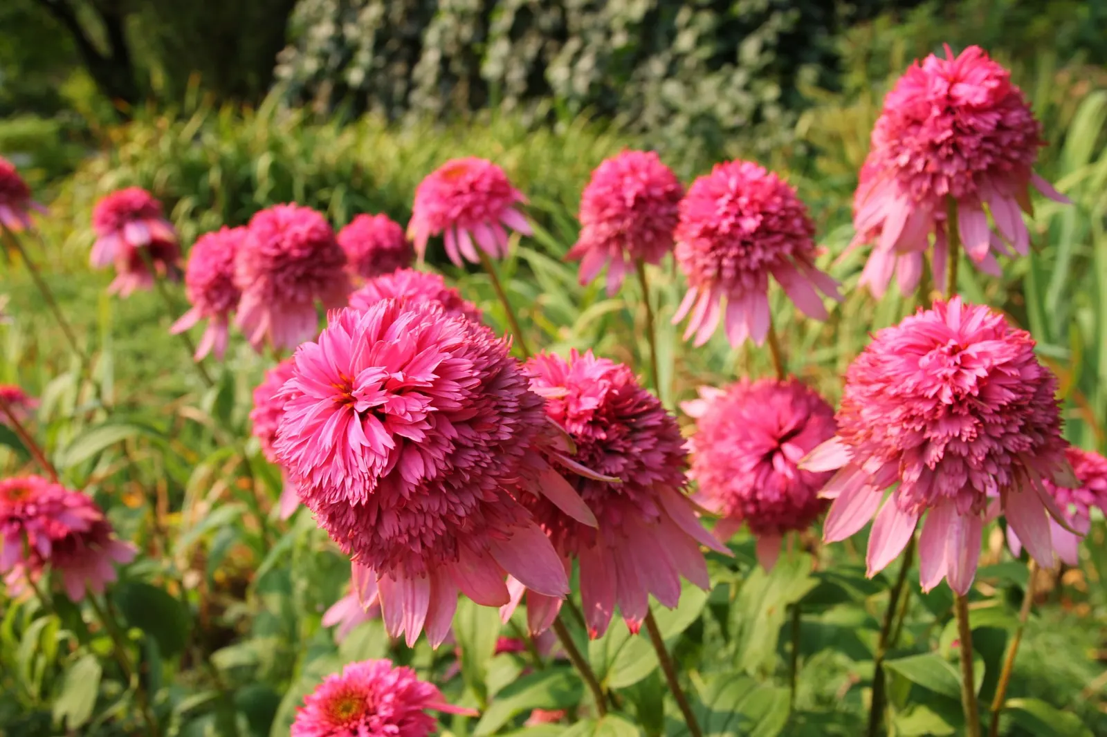 Ruby Star Coneflower (Echinacea purpurea 'Ruby Star') — perennial with red blooms