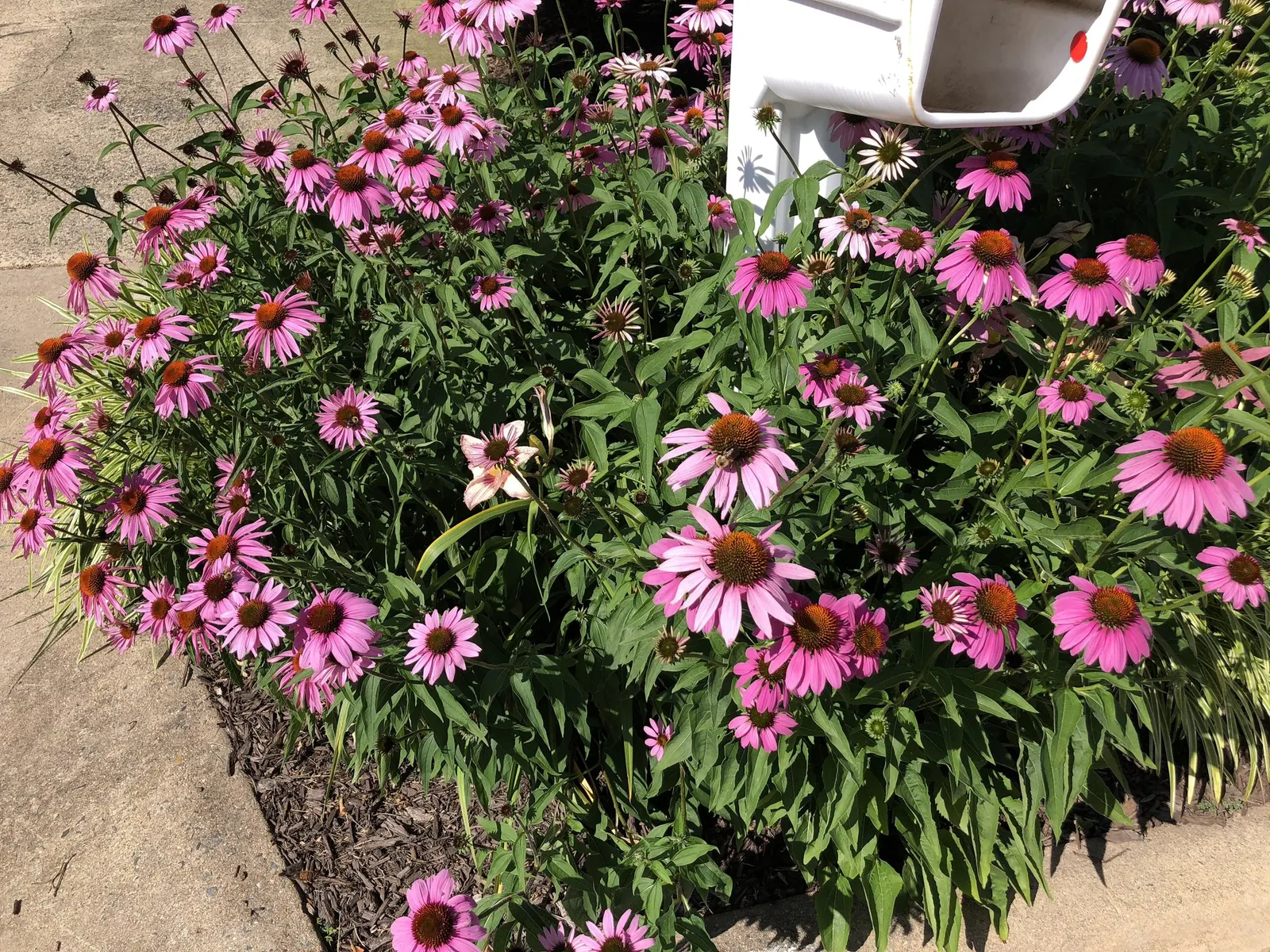 Ruby Star Coneflower (Echinacea purpurea 'Ruby Star') — this cultivar is adorned with striking deep magenta-pink petals that radiate around a prominent