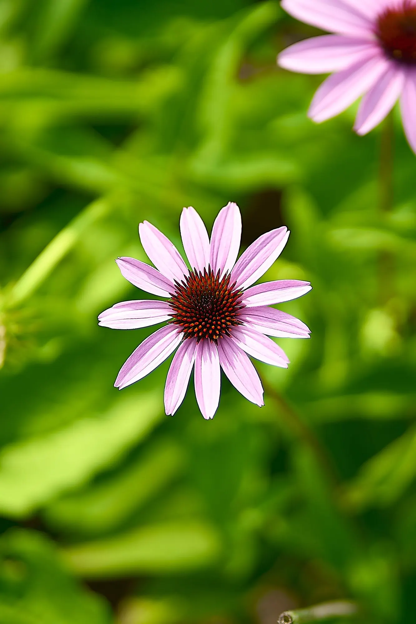 Ruby Star Coneflower (Echinacea purpurea 'Ruby Star') — making it a resilient addition to any garden design