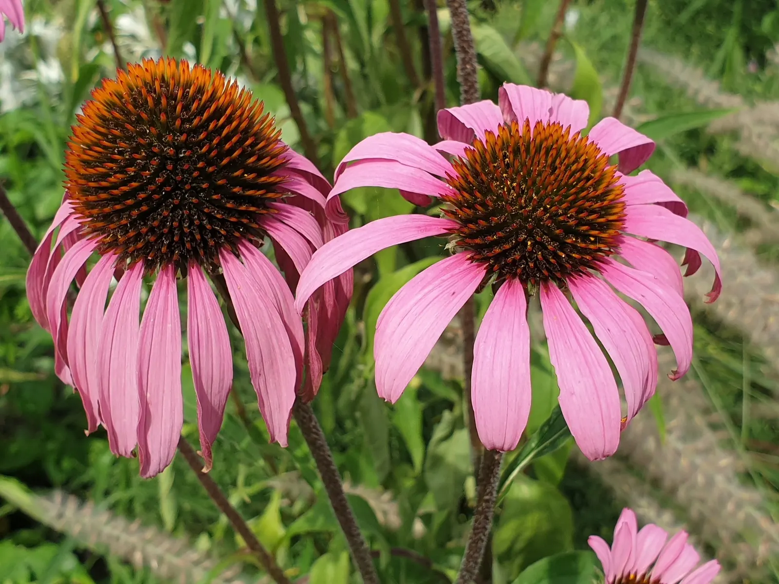 Ruby Star Coneflower (Echinacea purpurea 'Ruby Star') — It's favored for its long bloom period
