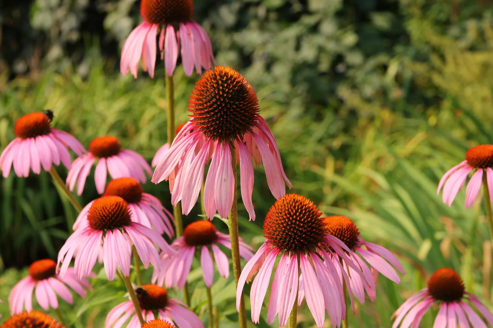 Ruby Star Coneflower (Echinacea purpurea 'Ruby Star') — perennial for full
