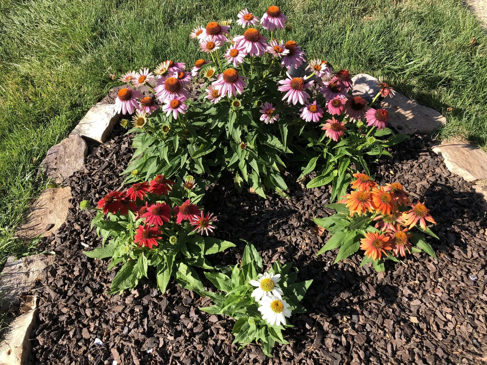 Ruby Star Coneflower (Echinacea purpurea 'Ruby Star') — Echinacea purpurea 'Ruby Star' is not only visually appealing but also attracts butterflies and birds