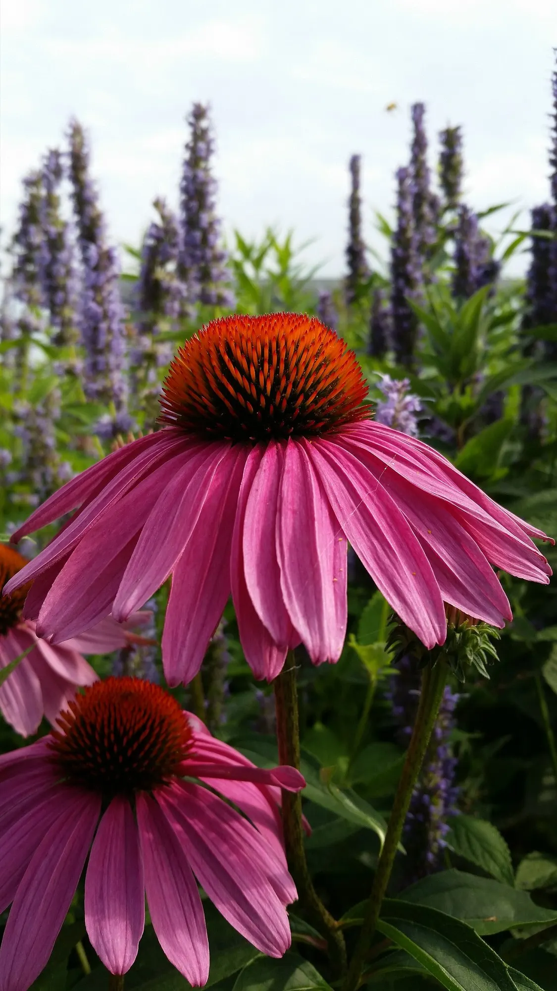 Ruby Star Coneflower (Echinacea purpurea 'Ruby Star') — making it a resilient addition to any garden design; typically spanning 3 to 4 inches across