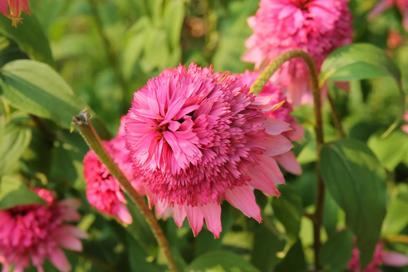 Ruby Star Coneflower (Echinacea purpurea 'Ruby Star') — Standing at an impressive height of around 2 to 3 feet with a spread of 1.5 to 2 feet