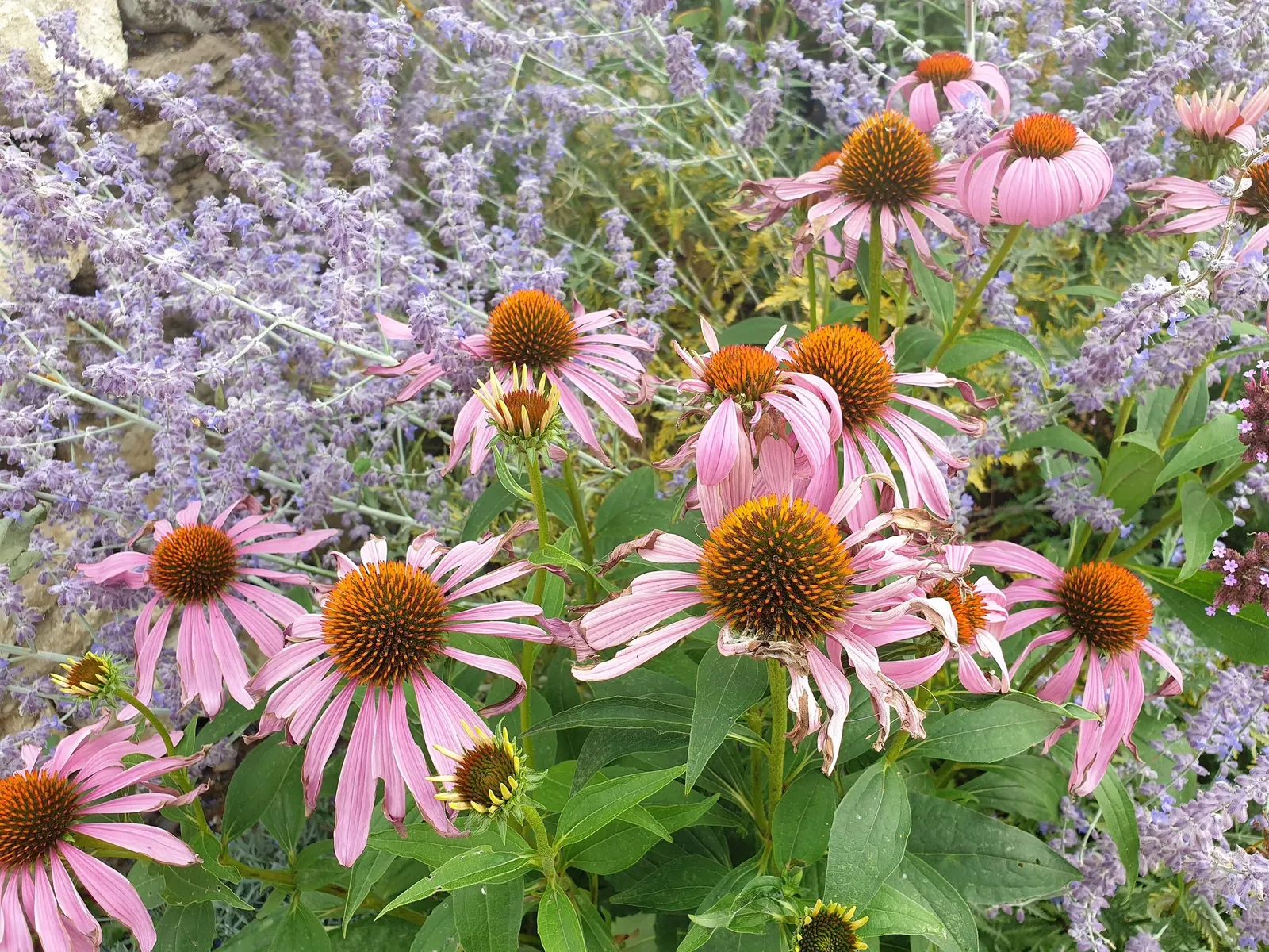 Ruby Star Coneflower (Echinacea purpurea 'Ruby Star') — It's favored for its long bloom period; this hardy variety thrives in full sun and establishes well in