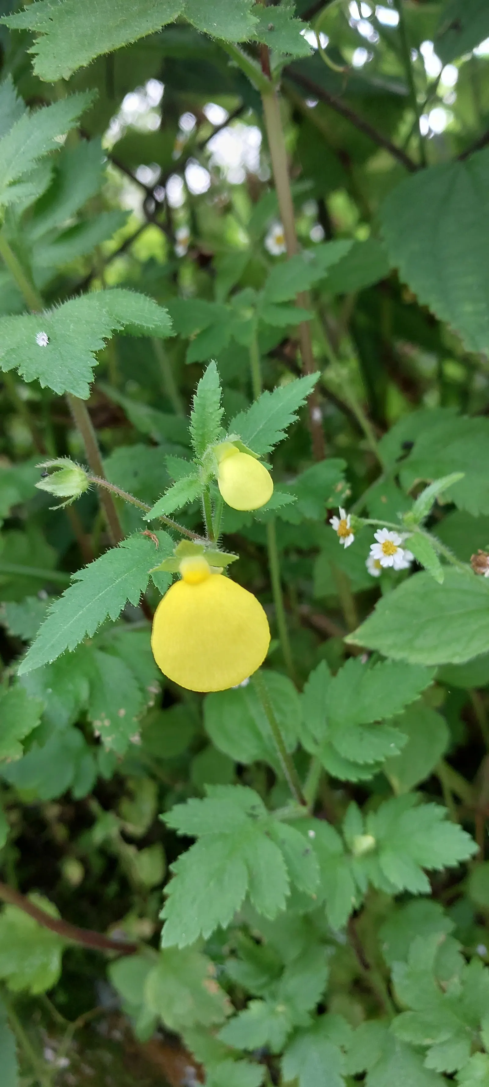 Slipper Flower, Pouch Flower (Calceolaria Herbeohybrida Group) — without becoming waterlogged.<br><br>When designing a landscape; commonly known as the Slipper