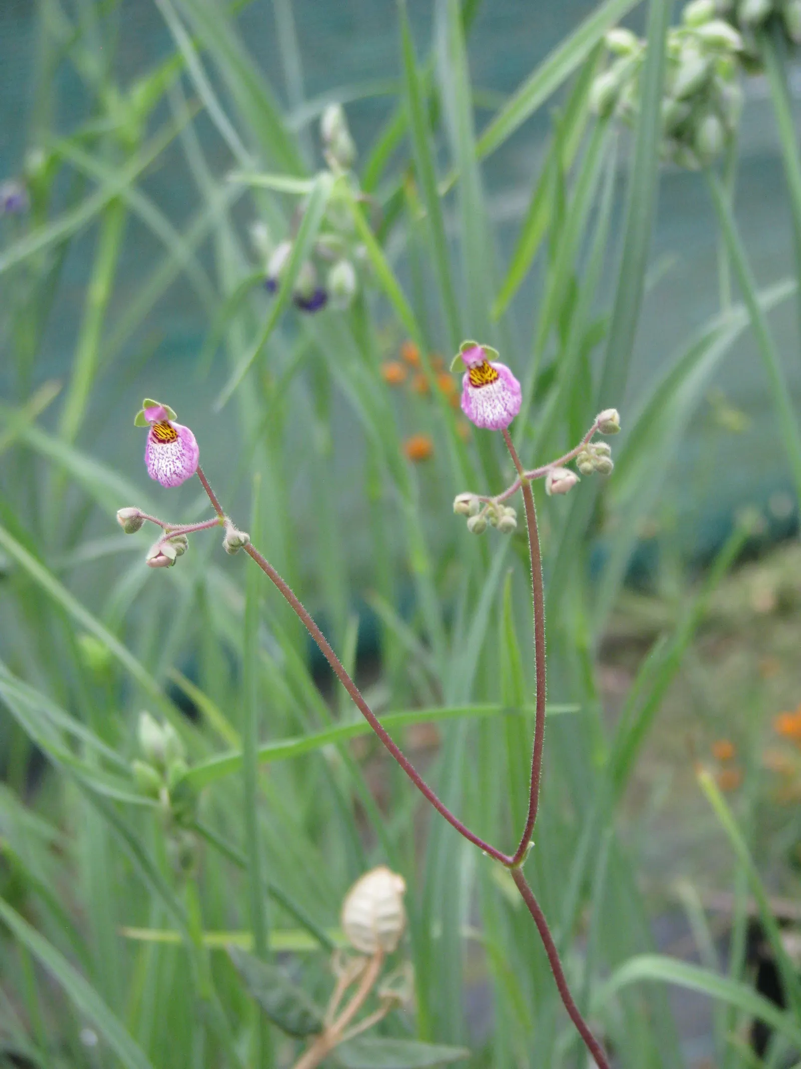Slipper Flower, Pouch Flower (Calceolaria Herbeohybrida Group) — creating a pleasing contrast with the vibrant floral pouches.<br><br>As a tender, image 53
