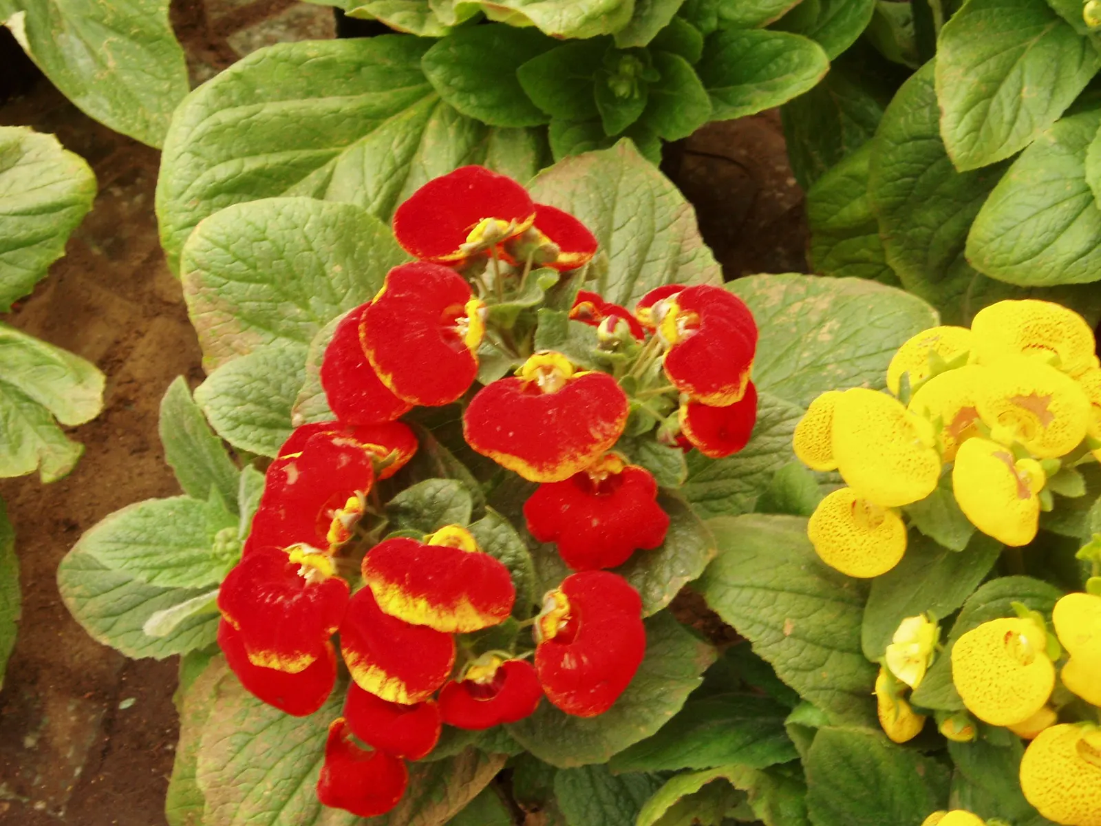 Slipper Flower, Pouch Flower (Calceolaria Herbeohybrida Group) — or bicolor flowers in spring to summer; though it can tolerate a range of light conditions