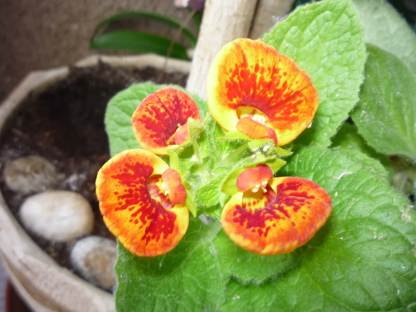 Slipper Flower, Pouch Flower (Calceolaria Herbeohybrida Group) — This allows landscape designers to play with their placement year after year