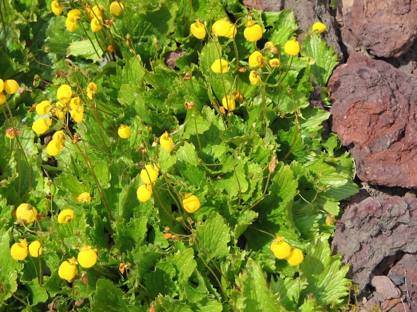 Slipper Flower, Pouch Flower (Calceolaria Herbeohybrida Group) — known as Slipper or Pouch Flower