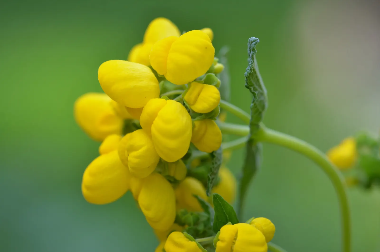 Slipper Flower, Pouch Flower (Calceolaria Herbeohybrida Group) — It's important to provide it with well-drained