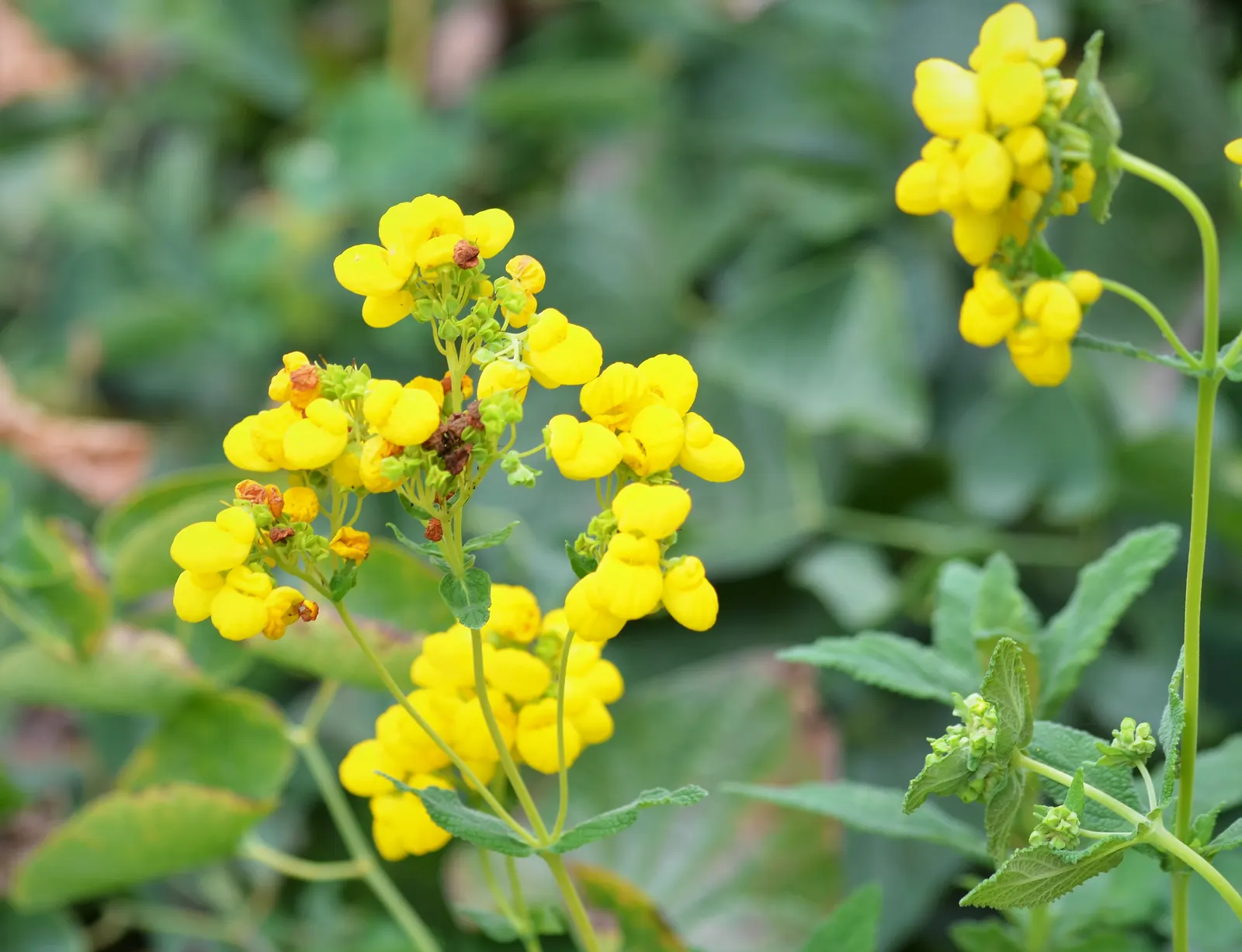 Slipper Flower, Pouch Flower (Calceolaria Herbeohybrida Group) — which boast a brilliant display of yellow; yellow flowers in the garden