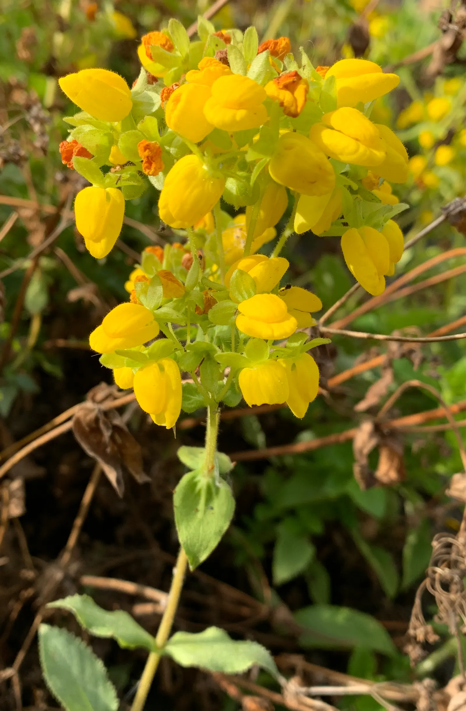 Slipper Flower, Pouch Flower (Calceolaria Herbeohybrida Group) — commonly known as the Slipper Flower or Pouch Flower
