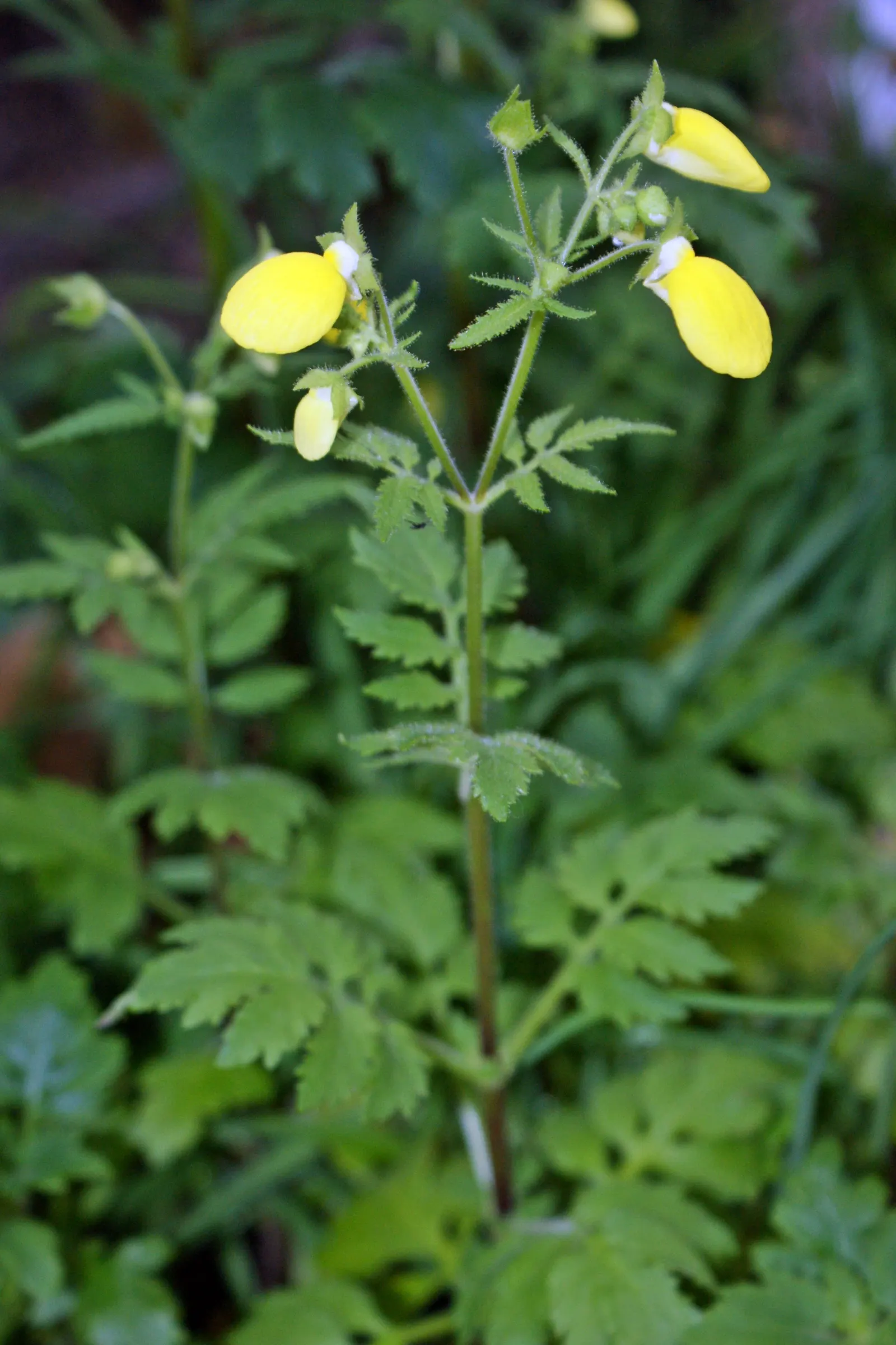 Slipper Flower, Pouch Flower (Calceolaria Herbeohybrida Group) — It's important to provide it with well-drained; this allows landscape designers to play with