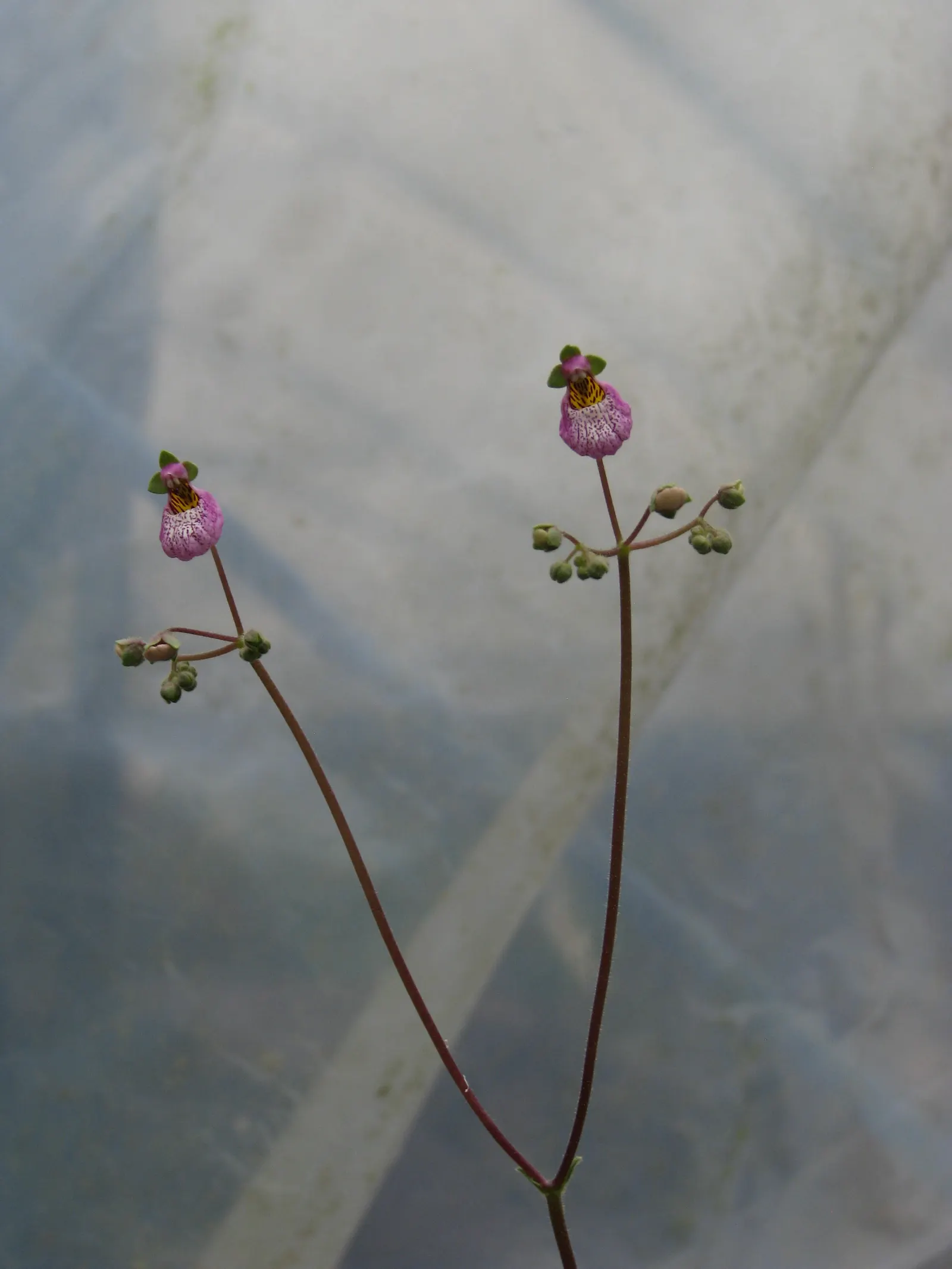 Slipper Flower, Pouch Flower (Calceolaria Herbeohybrida Group) — often wrinkled leaves are typically a lush green