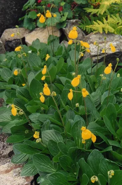 Slipper Flower, Pouch Flower (Calceolaria Herbeohybrida Group) — without becoming waterlogged.<br><br>When designing a landscape