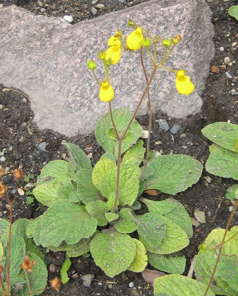 Slipper Flower, Pouch Flower (Calceolaria Herbeohybrida Group) — is a captivating addition to any garden with its unique and striking blossoms